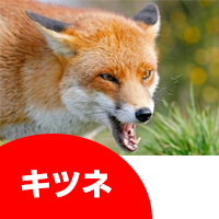 Lcl̔A100%utHbNXiLcljAv