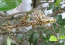 iʐ^j`hNKŐjьŒ܂̎gpO