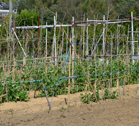 Ɩp@͓悯܁@5L@yʂɎUzꍇ