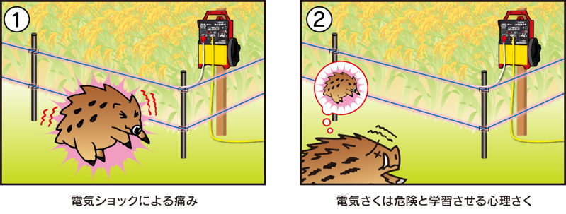 電気柵の効果