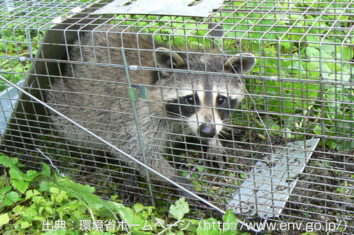 アライグマ写真