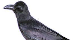 ハシブトガラス