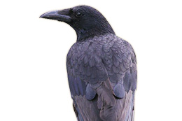 ハシボソガラス